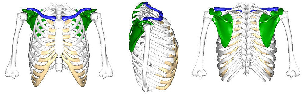 kosti ramene; pohled na hrudník zepředu, zprava a zezadu