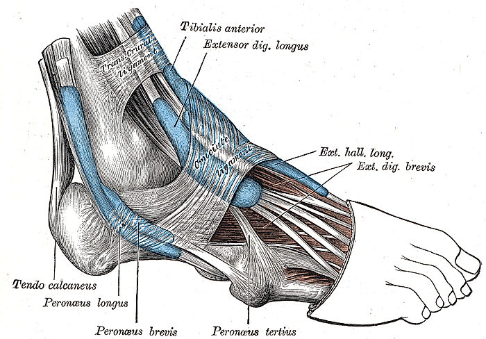 Šlachové pochvy v pravé noze (vyznačeny modrou barvou) a retinakulum (označeno jako cruciate ligament), které přidržuje šlachy včetně šlachových pochev na svém místě.