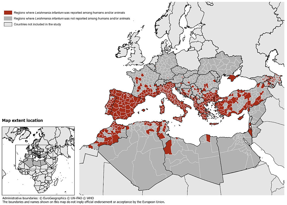 obrázek 1 k článku Leishmanióza