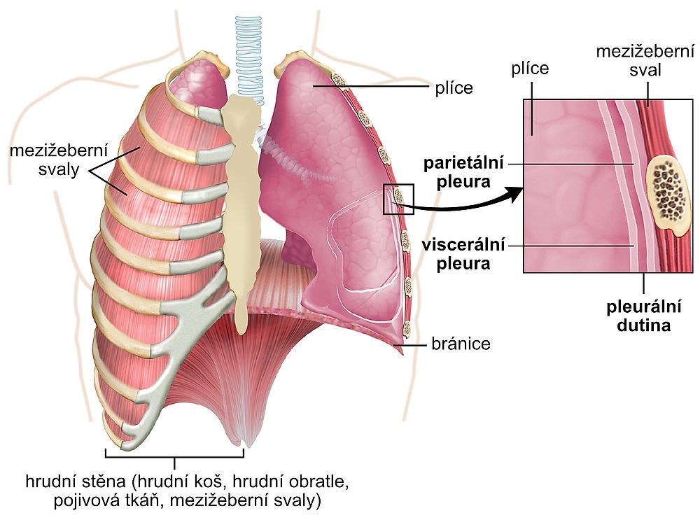 obrázek 1 k článku Pleura (pohrudnice) a pleurální dutina