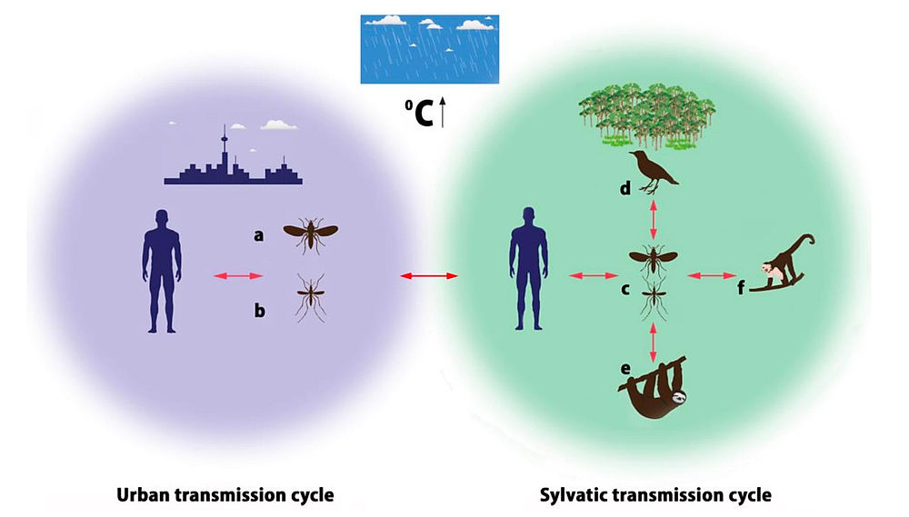městský (vlevo) a lesní (vpravo) přenosový cyklus viru Oropouche (OROV)