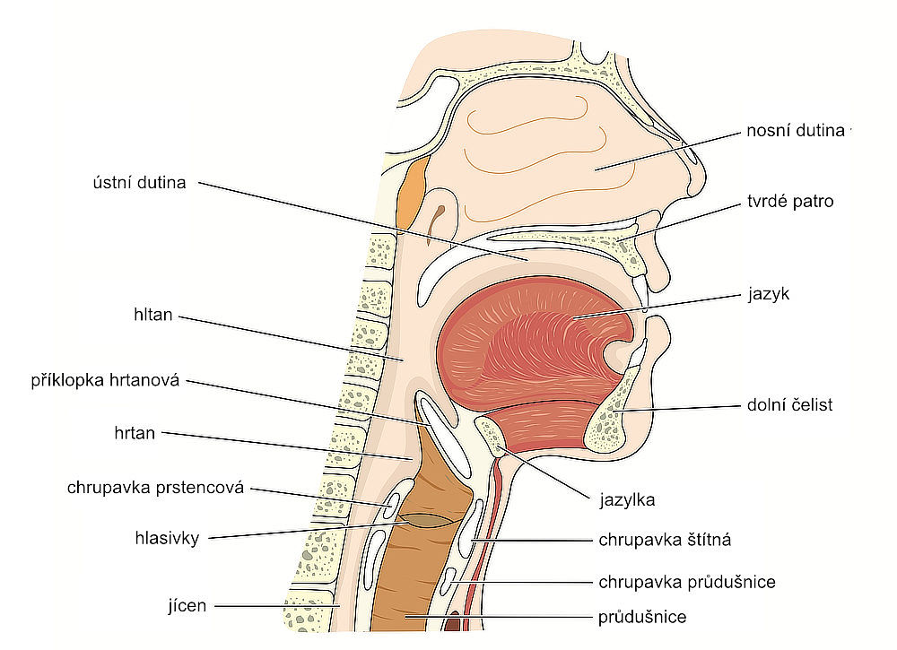 Schematický nákres nosní dutiny a přilehlých struktur. 