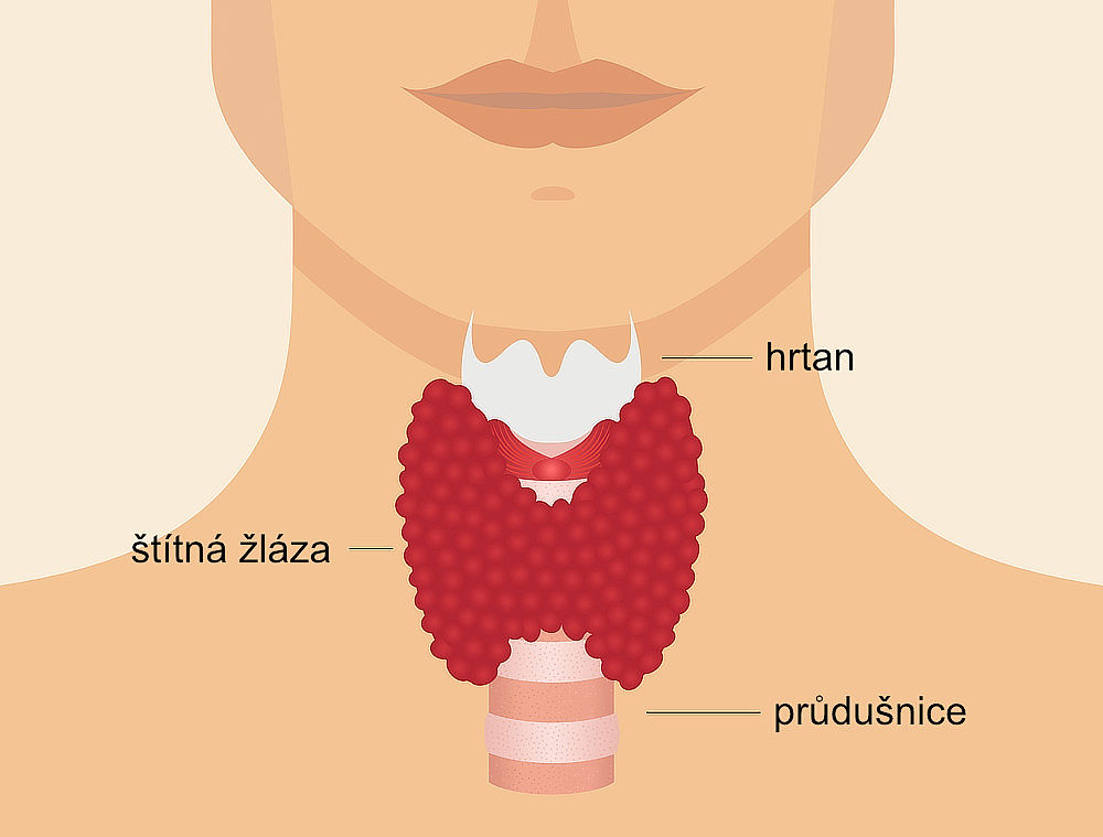 Štítná žláza je umístěna v krku mezi hrtanem a průdušnicí.