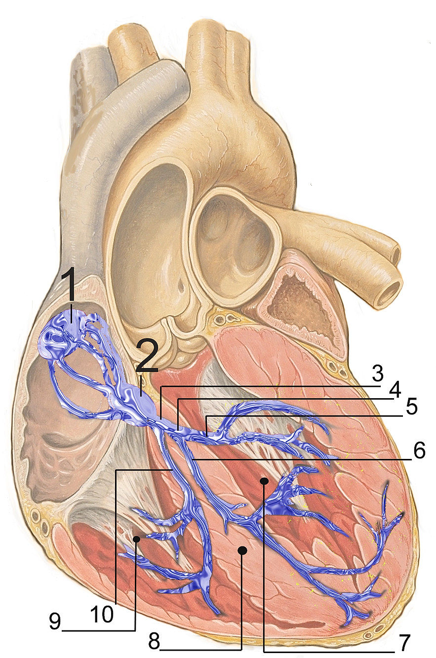 obrázek 1 k článku Srdce: struktura a funkce